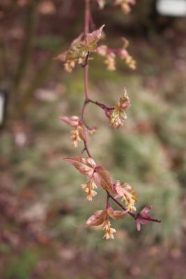 Acer crataegifolium 'Veitchii' - javor hloholistý - květy